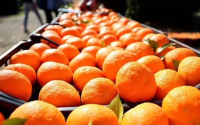 Adana’da Narenciye Üreticileri Sıkıntıda: Maliyetler Artıyor, Fiyatlar Düşüşte