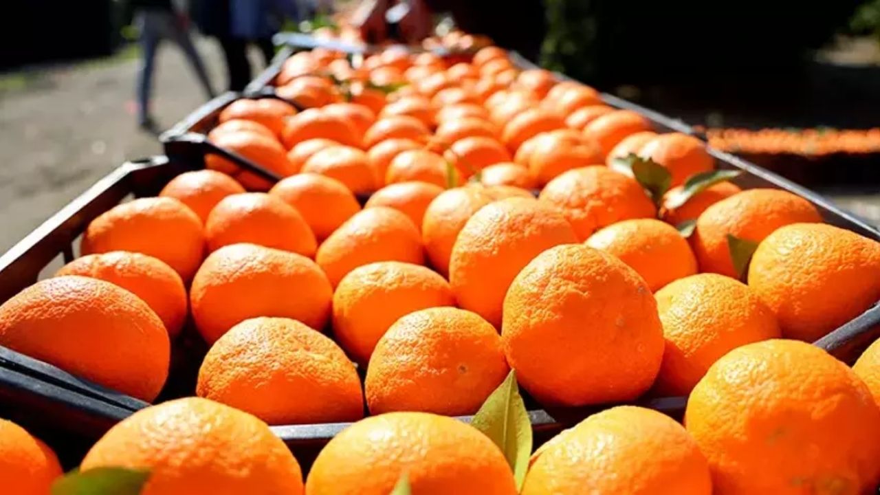 Adana'da Narenciye Üreticileri Sıkıntıda Maliyetler Artıyor, Fiyatlar Düşüşte