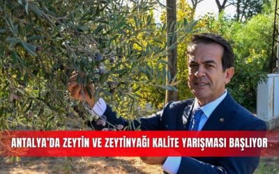 Antalya’da Zeytin Üretimi ve Zeytinyağı Yarışması Başlıyor