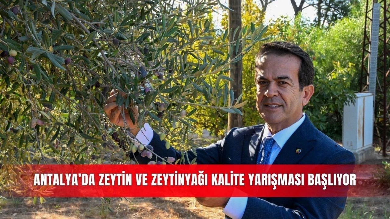 Antalya'da Zeytin Üretimi ve Zeytinyağı Yarışması Başlıyor