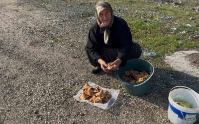 Bursalı Kadınlar Mantar Toplayarak Ek Gelir Elde Ediyor