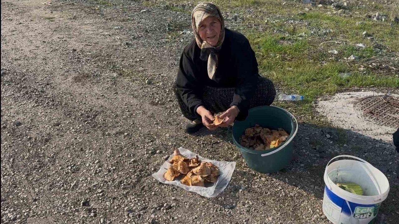 Bursalı Kadınlar Mantar Toplayarak Ek Gelir Elde Ediyor