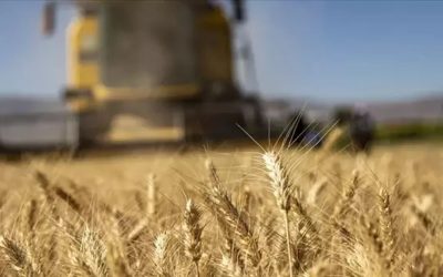 Çiftçilere 331 Milyon TL Tarım Destek Ödemesi Yapılacak