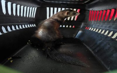 Genç, Tehlike Altındaki Gelinciği Kaçak Satarken Yakalandı