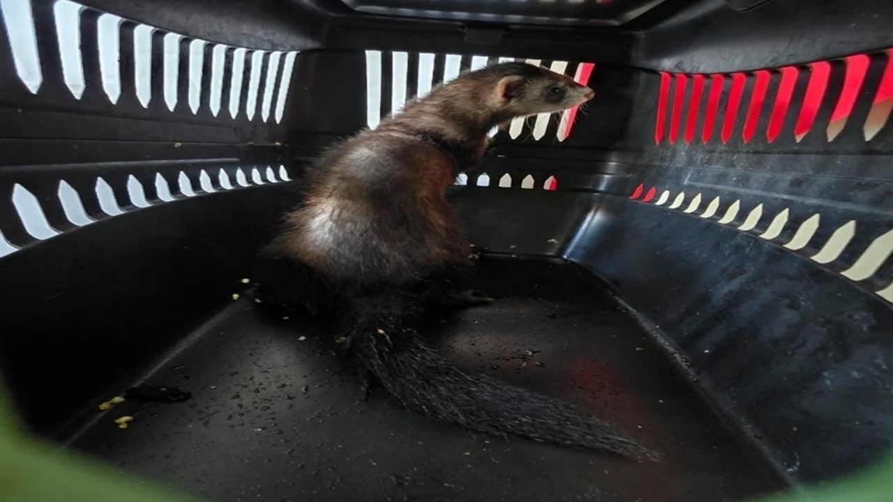 Genç, Tehlike Altındaki Gelinciği Kaçak Satarken Yakalandı