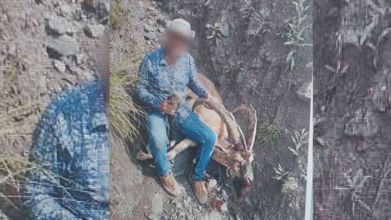 Kars'ta Koruma Altındaki Yaban Keçisini Avlayana Ağır Ceza