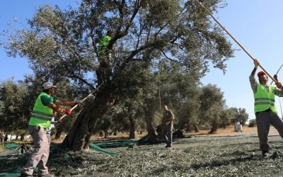 Kazdağları’nda Yeşil Zeytin Hasadı Başladı