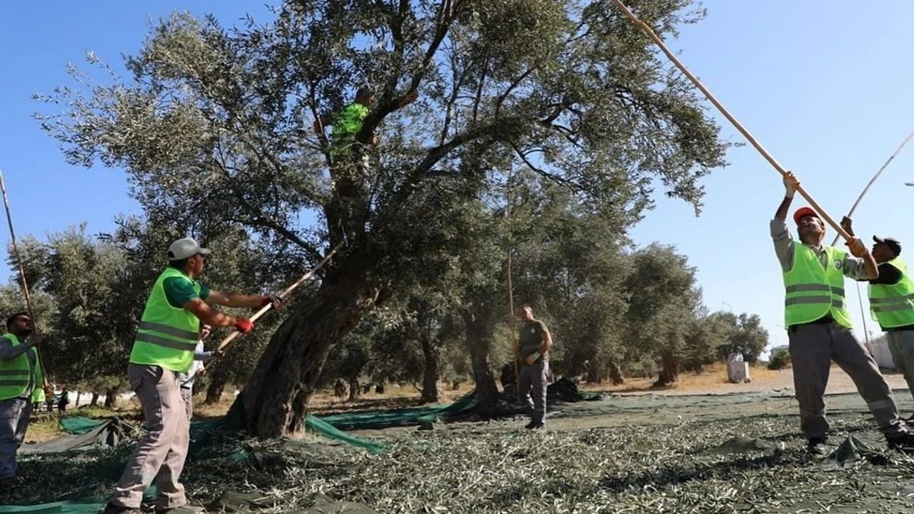 Kazdağları'nda Yeşil Zeytin Hasadı Başladı