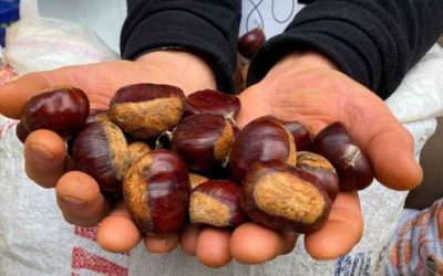 Kestanenin kilosu 300 liraya dayandı: Vatandaş gramla alıyor