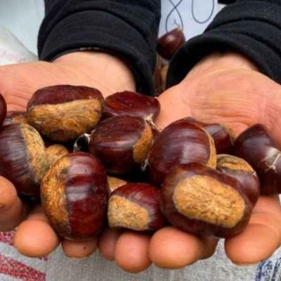 Kestanenin kilosu 300 liraya dayandı Vatandaş gramla alıyor