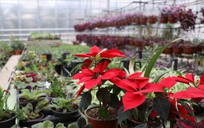 Süs Bitkileri İhracatında %15 Artış Hedefleniyor