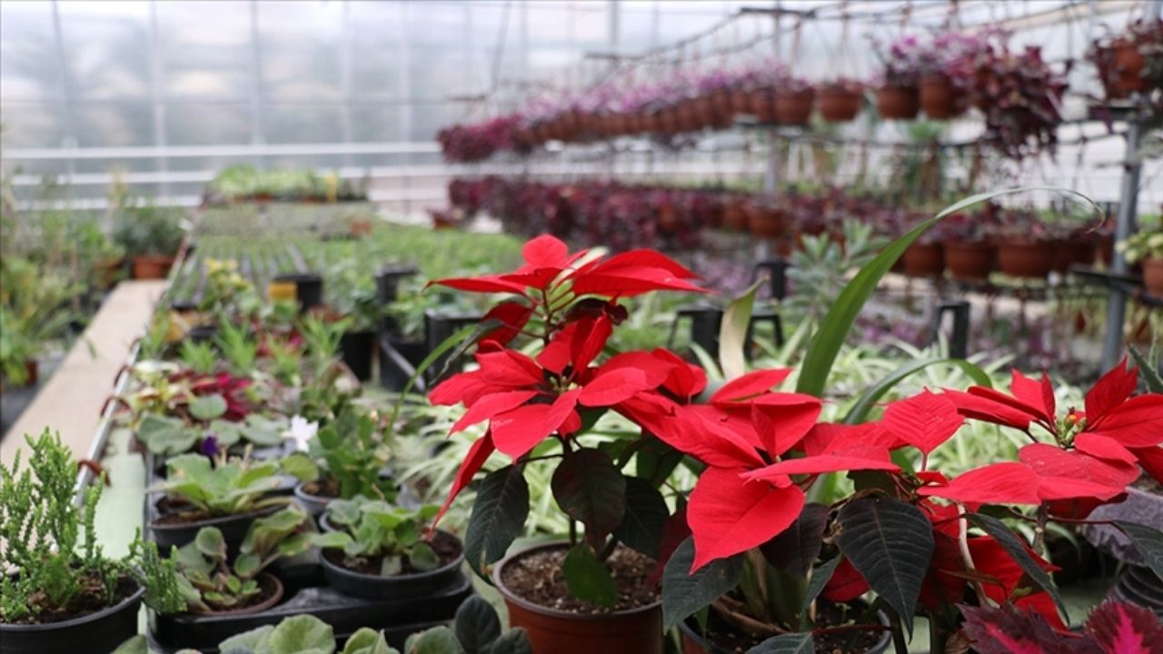 Süs Bitkileri İhracatında Artış Hedefleniyor