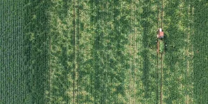 Bafra’da Erkenci Karnabahar Hasadı Başladı