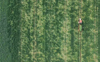 Bafra’da Erkenci Karnabahar Hasadı Başladı