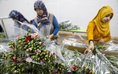 Kesme Çiçek İhracatında Rekor: 137 Milyon $