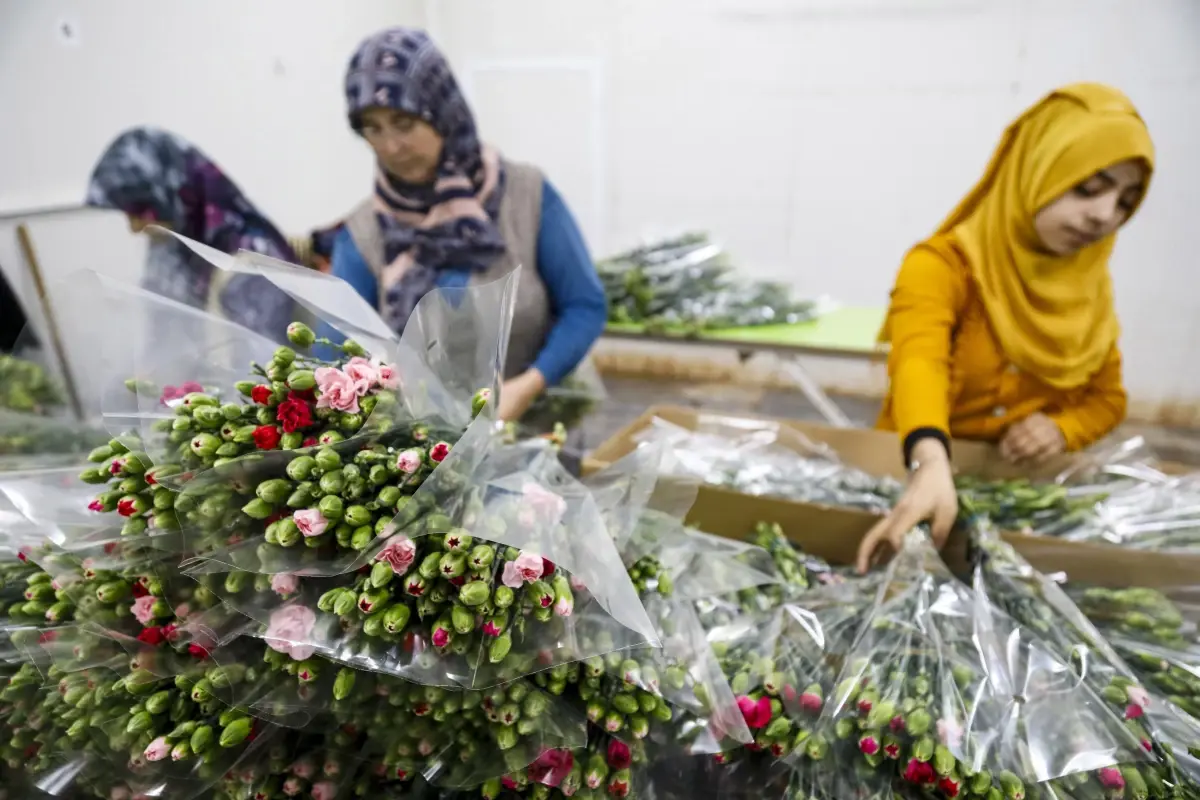 cicekte-10-aylik-ihracat-rekoru-19289418_amp.jpg