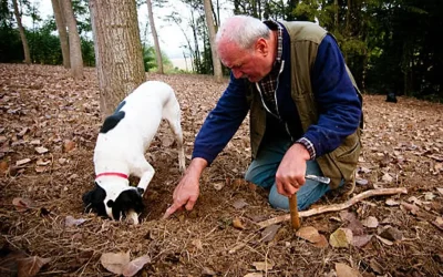 Ormanlarda köpeklerle aranarak bulunan 345 bin TL/kg değerindeki lezzet!