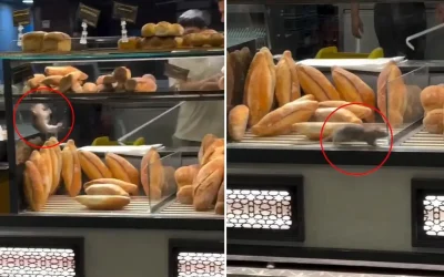 Fırında mide bulandıran manzara: 10 bin dolar teklif kurtarmadı