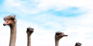 Kars’ta Deve Kuşu Üretimi: Hayal Gerçeğe Dönüşüyor