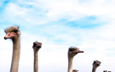 Kars’ta Deve Kuşu Üretimi: Hayal Gerçeğe Dönüşüyor