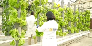 TENMAK’tan Yeni İklim Dostu Tarım Çalışmaları