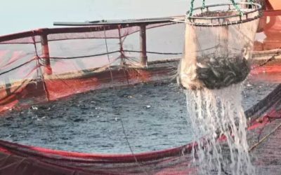 81 İlde Eş Zamanlı Fahiş Fiyat Denetimi: İki Reyon Özellikle Mercek Altında