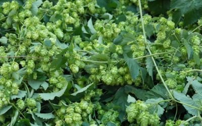 Türk Çiftçisi Çöpe Atıyor, Avrupa’da Kilosu 35 Bin TL