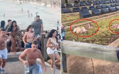 Bondi Plajı Saldırısı Sonrası Müslüman Mezarlığına Domuz Kafaları Bırakıldı