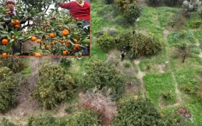 Hatay’da Mandalina Tarlasında Fiyatlar 2 TL’ye Düştü, Çiftçiler Zorda