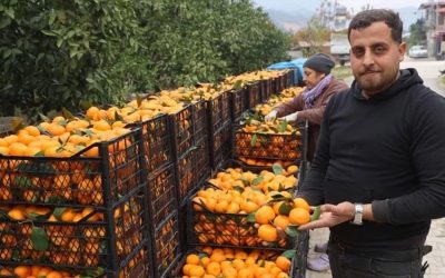 Üretici Tarlada, Tüketici Markette: Mandalina Fiyatları Arasında Büyük Uçurum