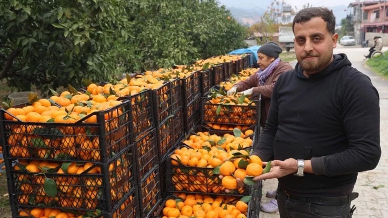 Üretici Tarlada, Tüketici Markette Mandalina Fiyatları Arasında Büyük Uçurum