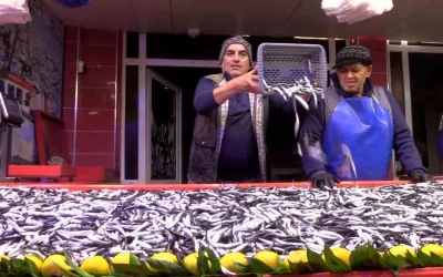 Bolu’da Hamsi Talebi Artıyor, Fiyatı 150 TL