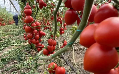 Kasım Ayında Domates Fiyatlarında Rekor Düşüş Yaşandı