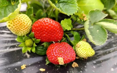 Köprübaşı’nda Kış Çileği 200 TL’ye Satılıyor